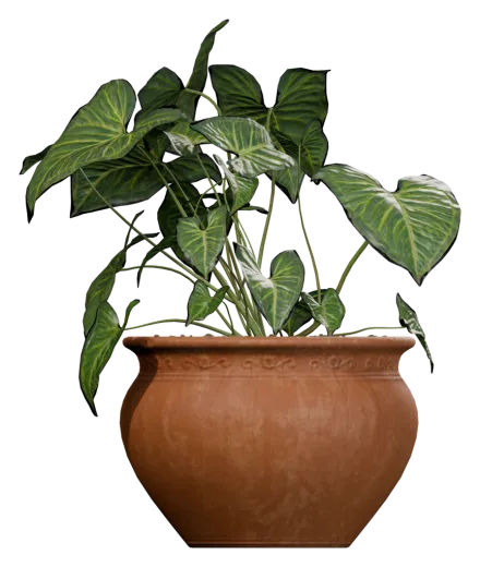 Potted tropical plant on the shelf